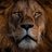 primum_leo